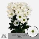 Vollsortiment - Chrysantheme große verzweigte, einfach weiß
